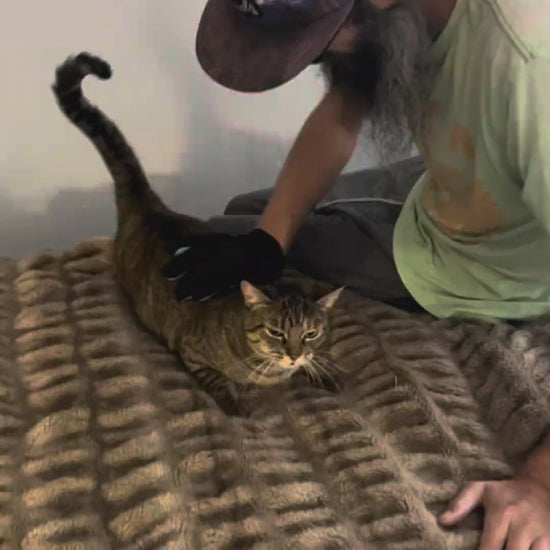 A man brushing and grooming a purring cat with the pet mitt